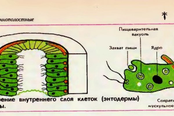 Через какой браузер можно зайти на кракен